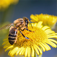 pollination